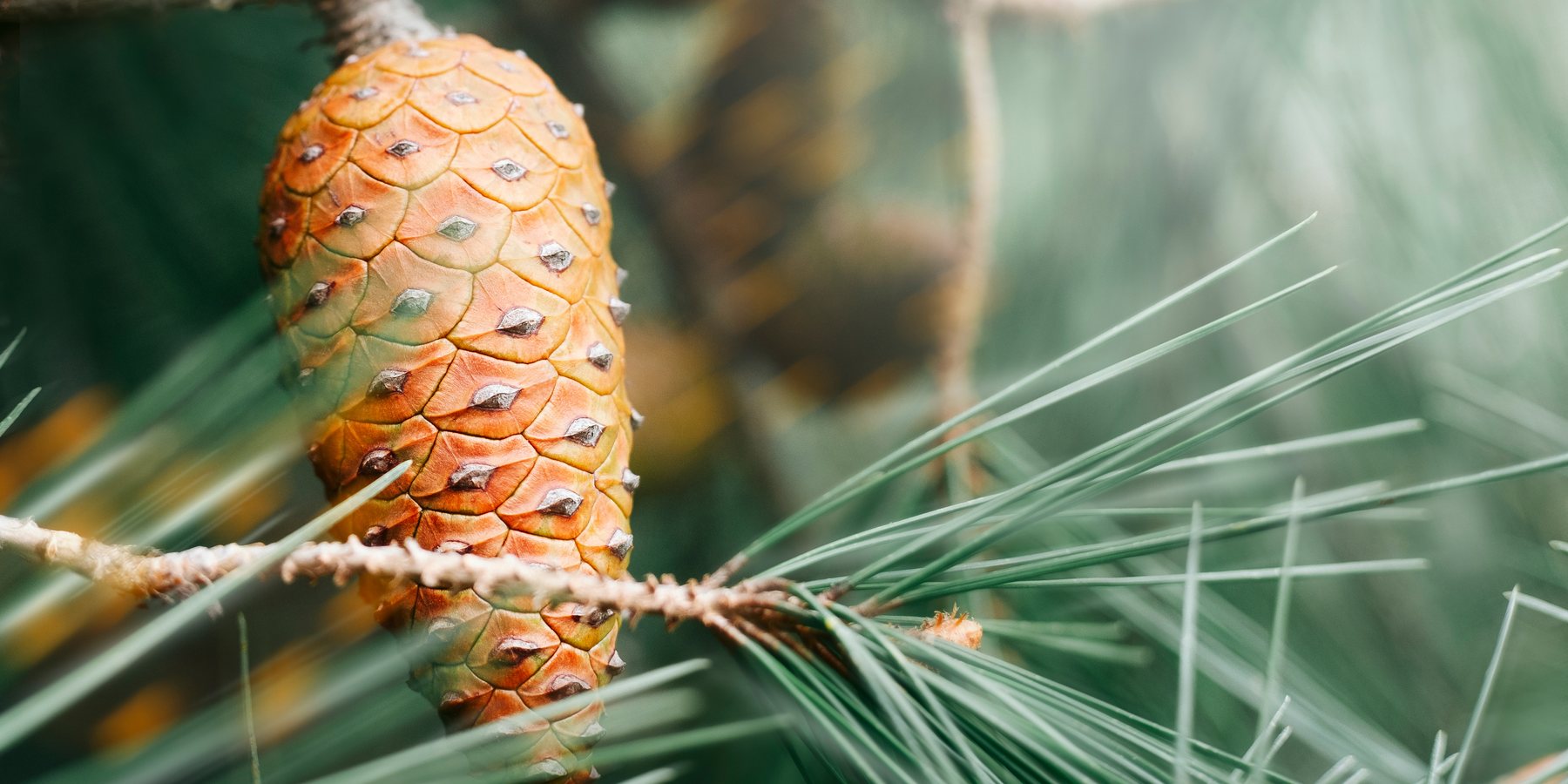 Pine cone on a branch among pine needles