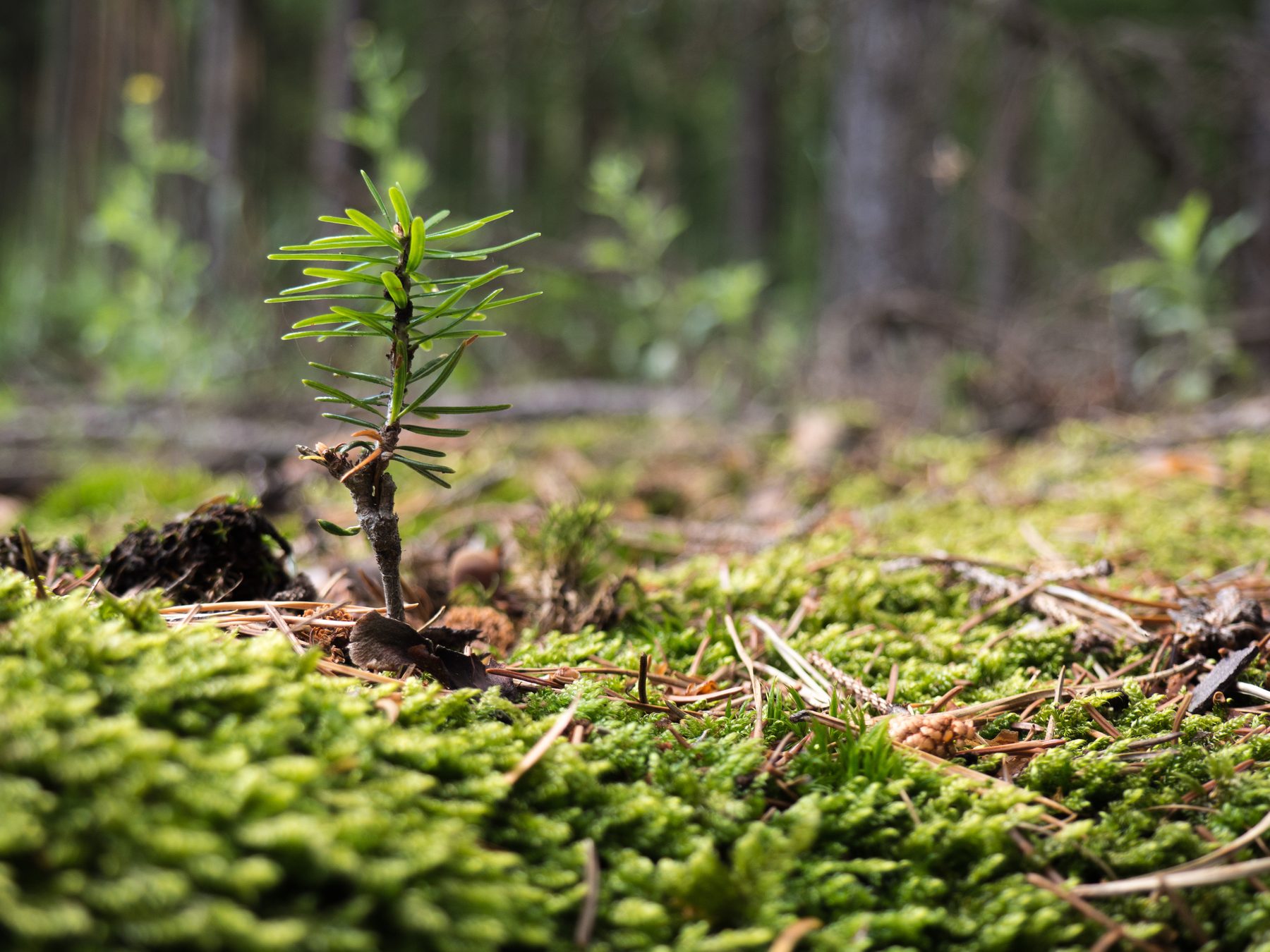 Young pine seedling on the forest floor