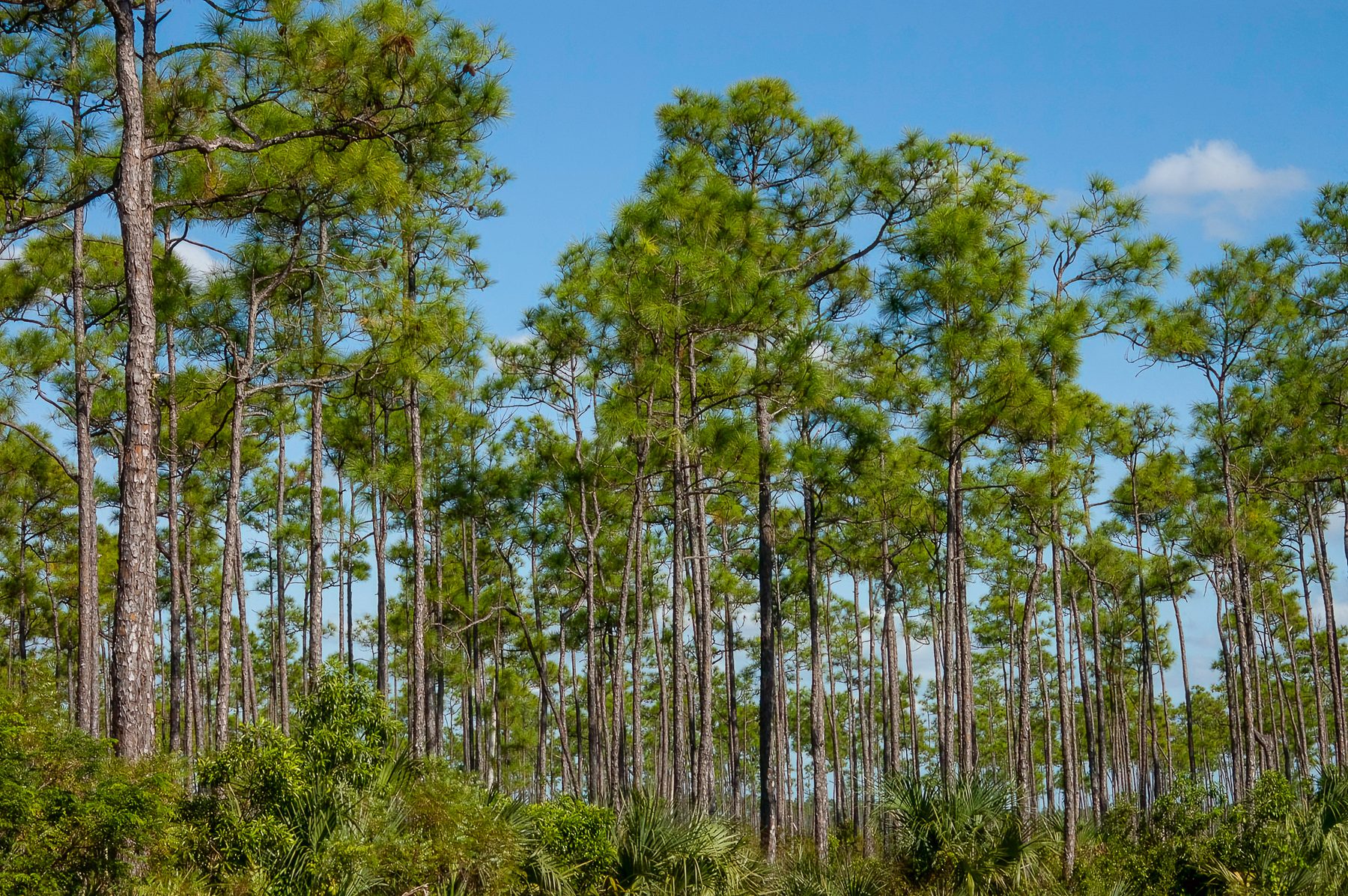 Tall pines against a blue sky